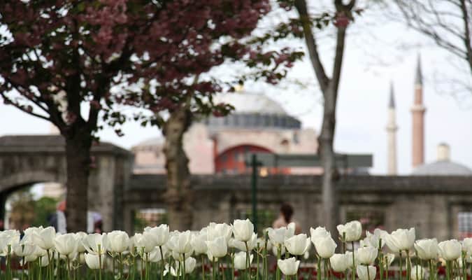 A Tulipa é um dos Símbolos Tradicionais de Istambul